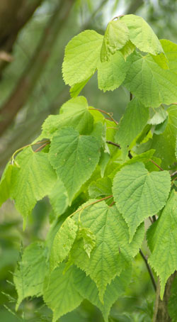 tilleul à petites feuilles