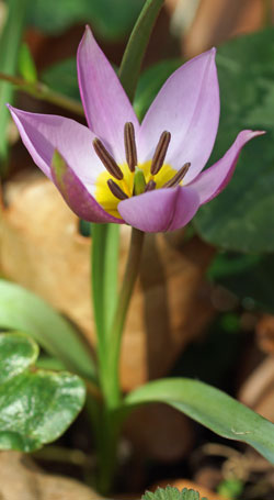 tulipe humilis