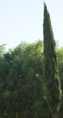 cyprès