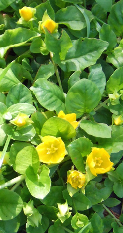 lysimaque nummulaire