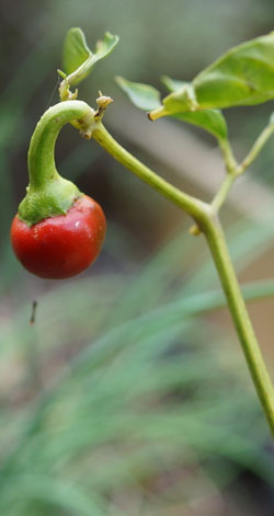 piment