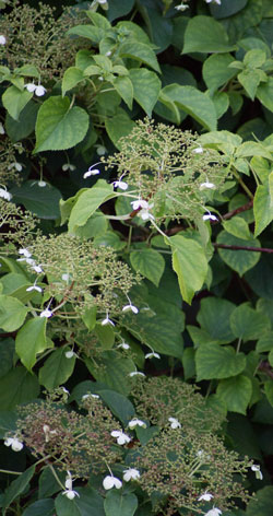 hortensia grimpant