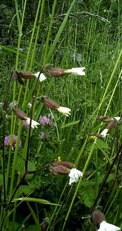 compagnon blanc