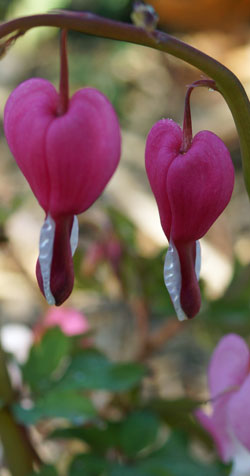 coeur de Marie