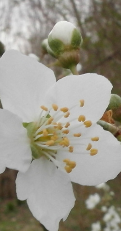 prunellier