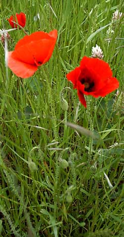 coquelicot