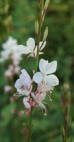 gaura