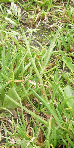 pâturin annuel
