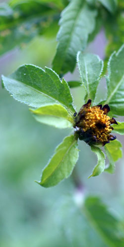 bident trifoliolé