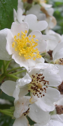 rosier multiflore