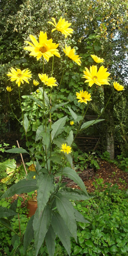 topinambour