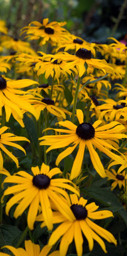 rudbeckia fulgida