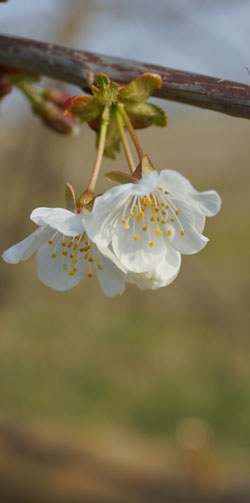 cerisier