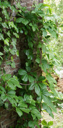 vigne vierge (vraie)