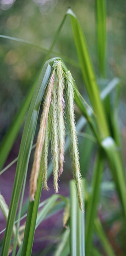 laiche faux-souchet