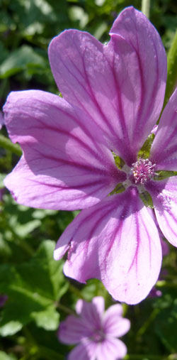 mauve sylvestre
