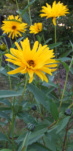 hélianthe vivace