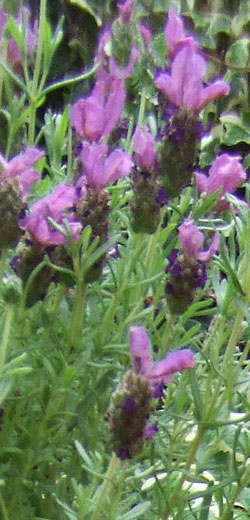 lavande papillon