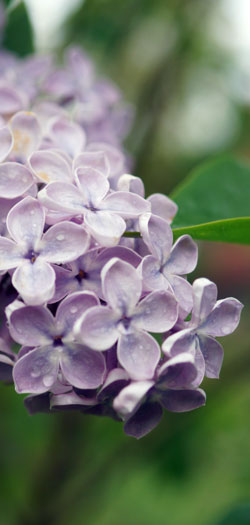 lilas