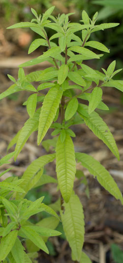 verveine odorante