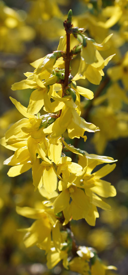 forsythia