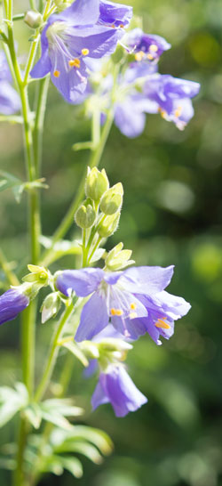 polémoine bleue