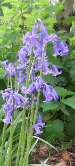 jacinthe des bois