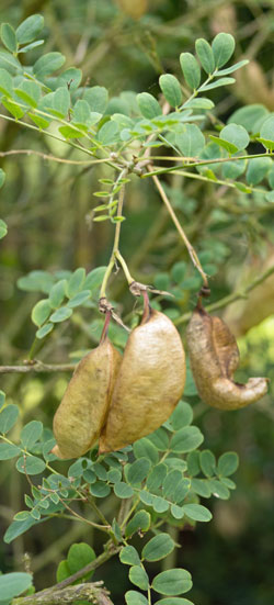 baguenaudier