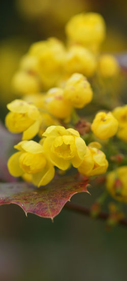 mahonia