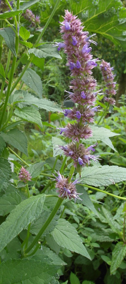 agastache fenouil