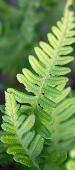 polypode commun