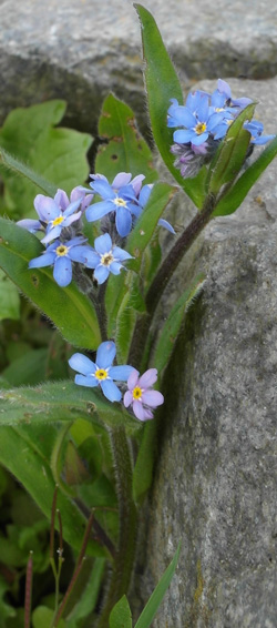 myosotis des champs