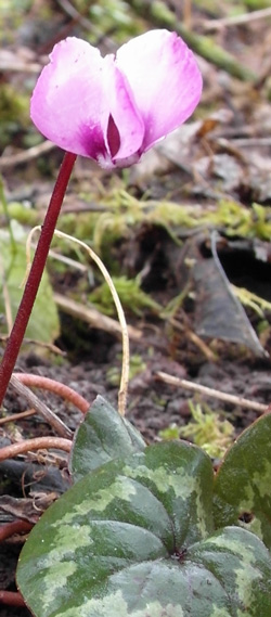 cyclamen coum