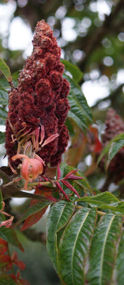 sumac amarante