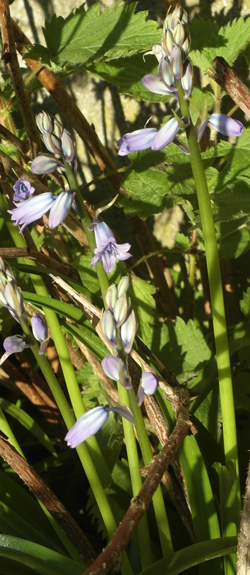 jacinthe hispanica