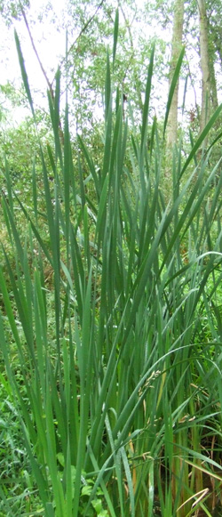 massette à feuilles étroites