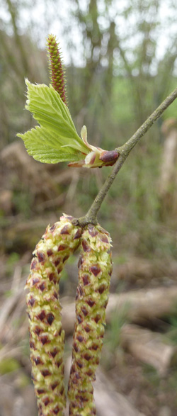 bouleau verruqueux