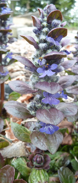 bugle rampante