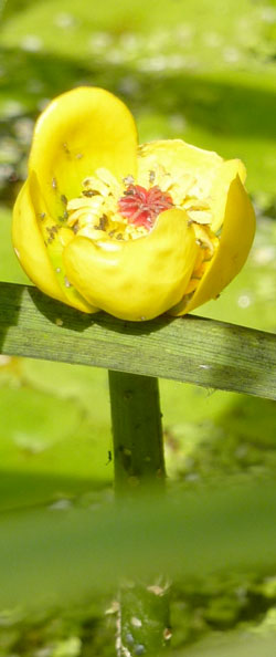 nénufar jaune