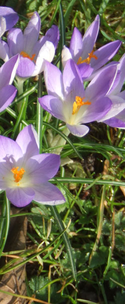 crocus de Tommasini