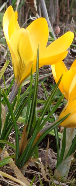 crocus de Naples