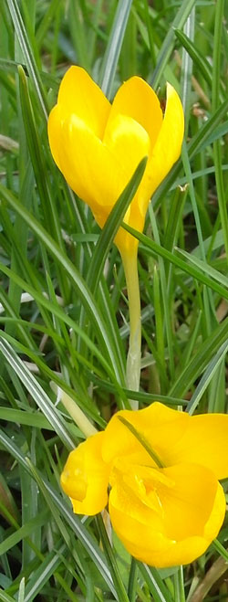 crocus jaune 