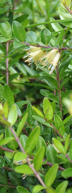 lonicéra (chèvrefeuille arbustif)