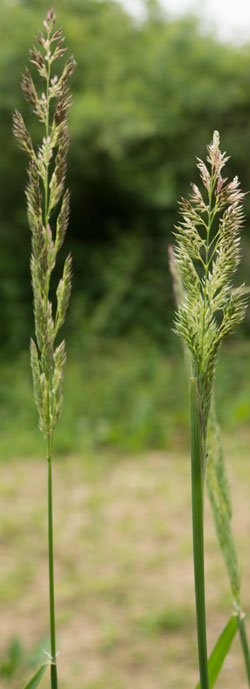 baldingère faux-roseau