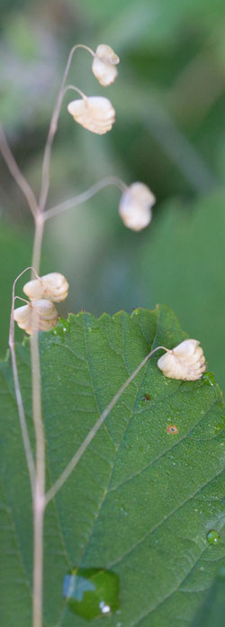 amourette annuelle