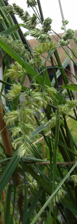 dactyle aggloméré