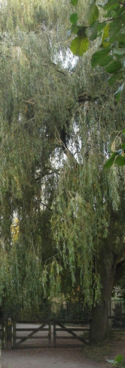 saule pleureur