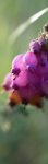 bruyère tétragone (Erica tetralix)