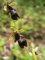 ophrys mouche