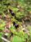 ophrys mouche